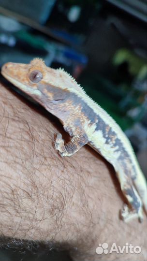 Бананоед Лили вайт