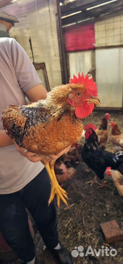 Молодые петухи