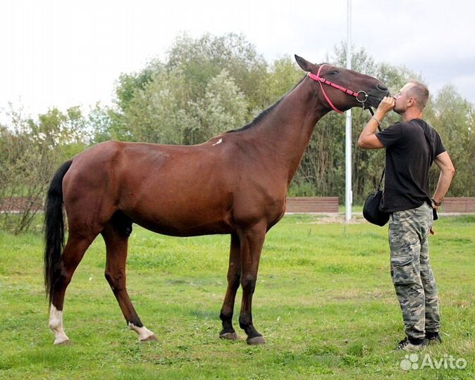 Хобби лошади(для души)