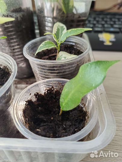 Фикус бенджамина