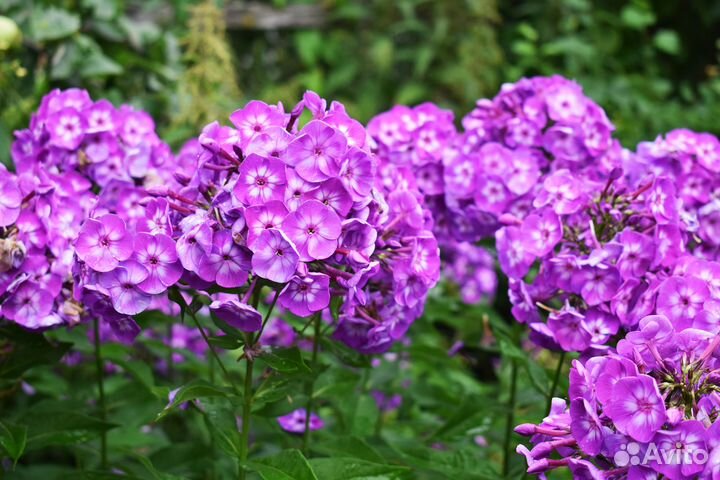 Цветы флокс, котовник, физостегия, очиток