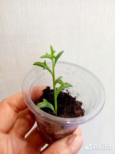 Суккуленты. Комнатные растения