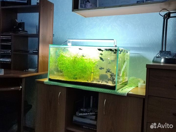 Аквариум