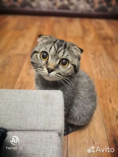 Шотландская вислоухая кошка