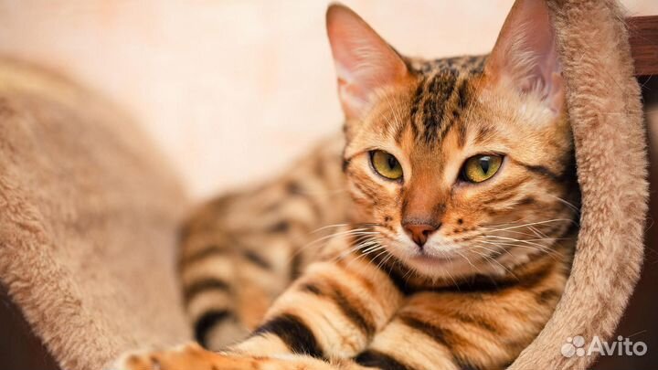 Кастрация котов. Стерилизация кошек. Ветврач