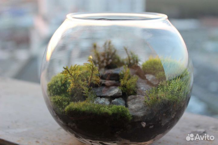Аквариум с мхами. Флорариум. Террариум
