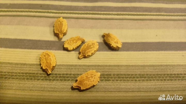 Момордика 6 семян, выщивание в Подмосковье