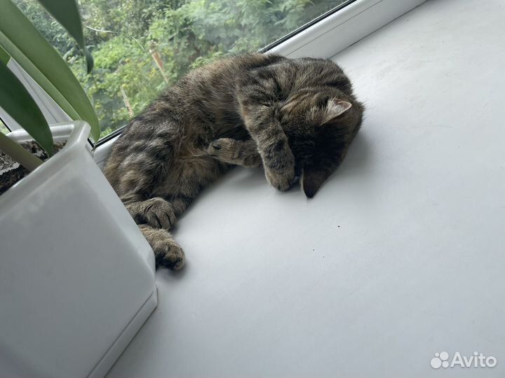 Кошка стерилизованная