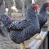 К У Р Ы, Орёл