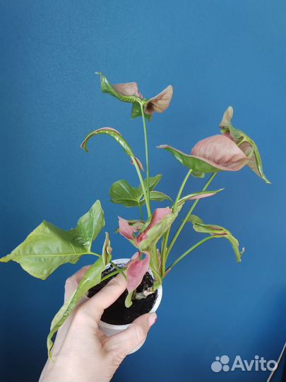 Сингониумы