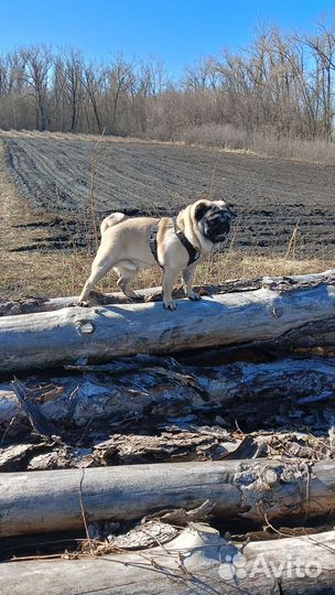 Вязка мопса мальчик