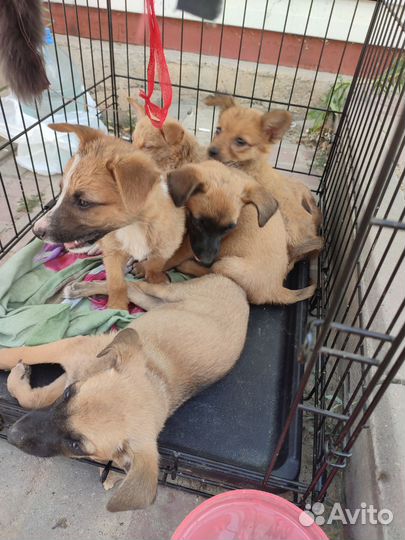 Охрана во двор