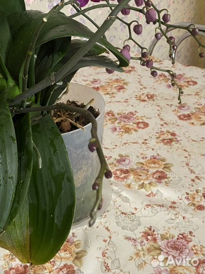 Продам орхидею