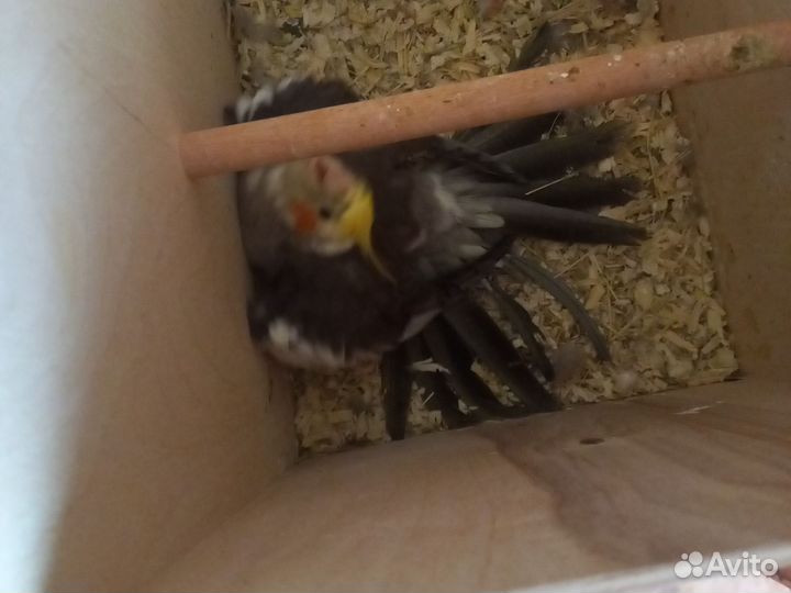 Корелла птенец