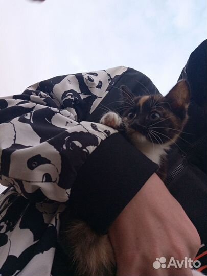 Кошки в добрые руки