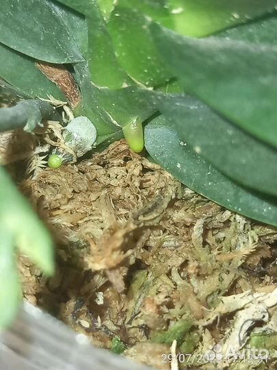 Орхидея фаленопсис