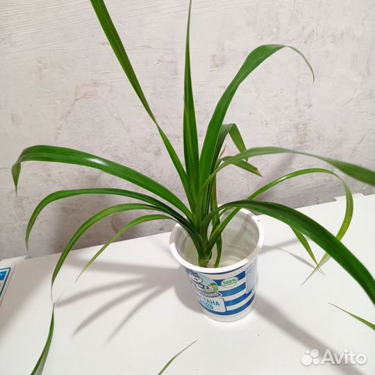 Пальма панданус