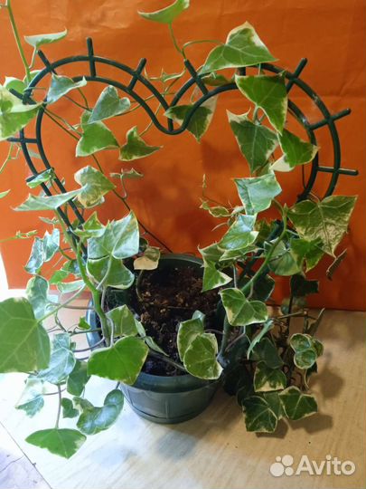 Крестовник крупноязычковый