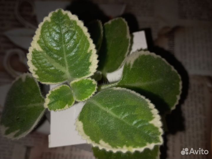 Комнатная мята