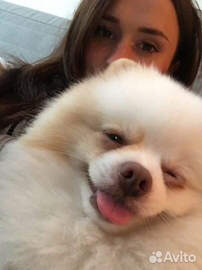 Передержка собак / Няня для собак