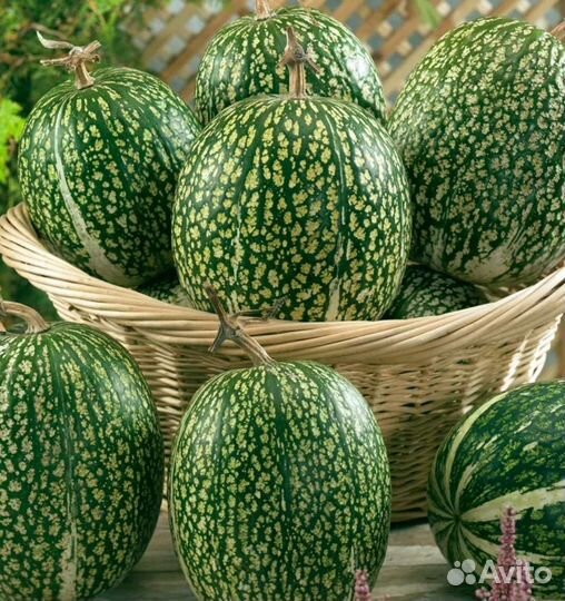 Тыква Арбуз семена