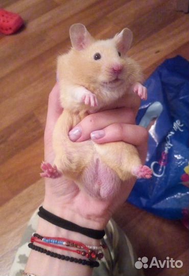 Сирийские Ангорские Хомяки от Заводчика Фото Видео