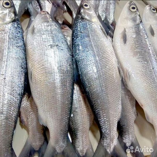 Рыба Сиг Морской свежемороженый(молочная)