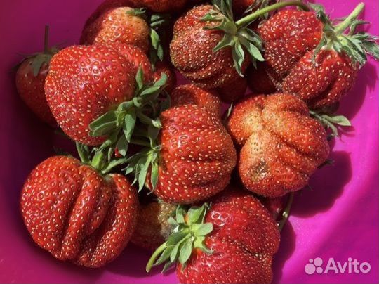 Рассада клубники Машенька (усы)