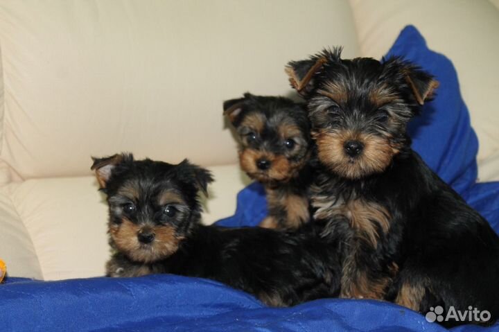 Щенки йорка мини