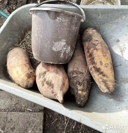 Семена комовой свеклы бригадир 5000шт