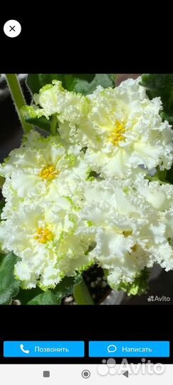 Сортовые фиалки