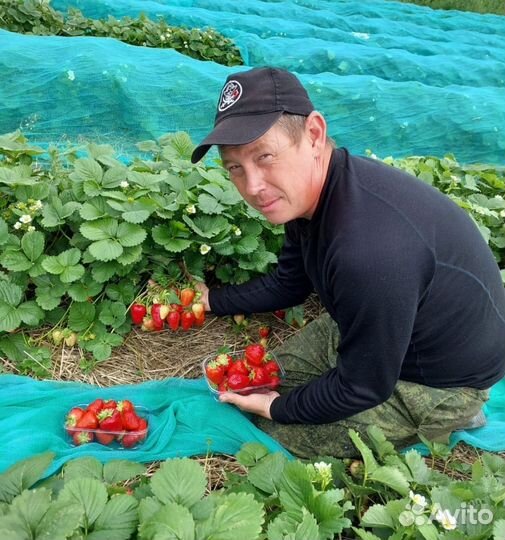 Рассада клубники Крапо 10 нсд(ремонтант)