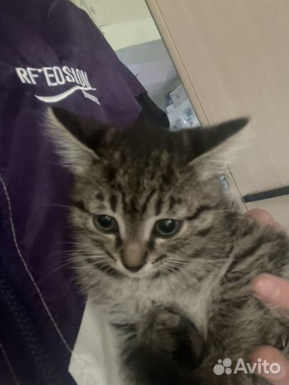 Котята