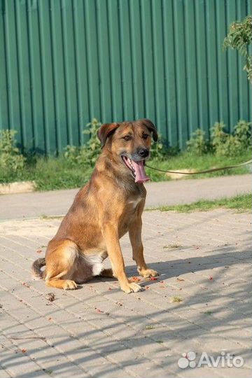 Весёлый, энергичный Рэд в добрые руки