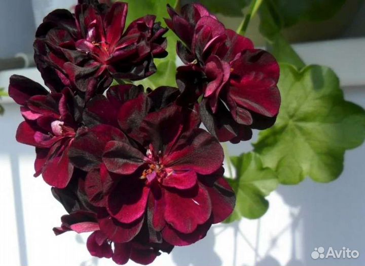Пеларгония Royal purple red