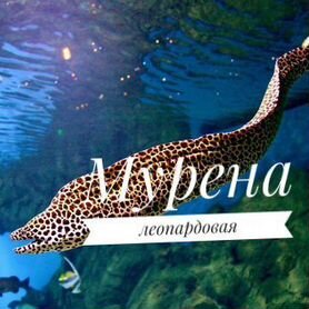 Мурена леопардовая