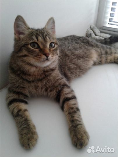 Кошка подросток