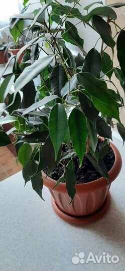 Фикус бенджамина