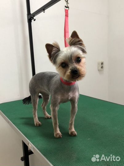 Стрижка собак