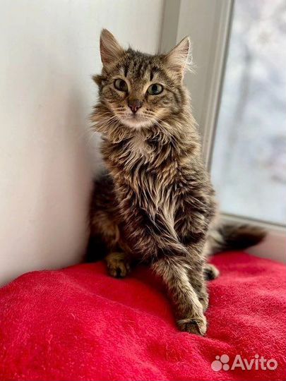 Котенок подросток