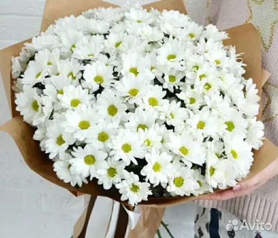 Букет из ромашек.XXL.Доставка