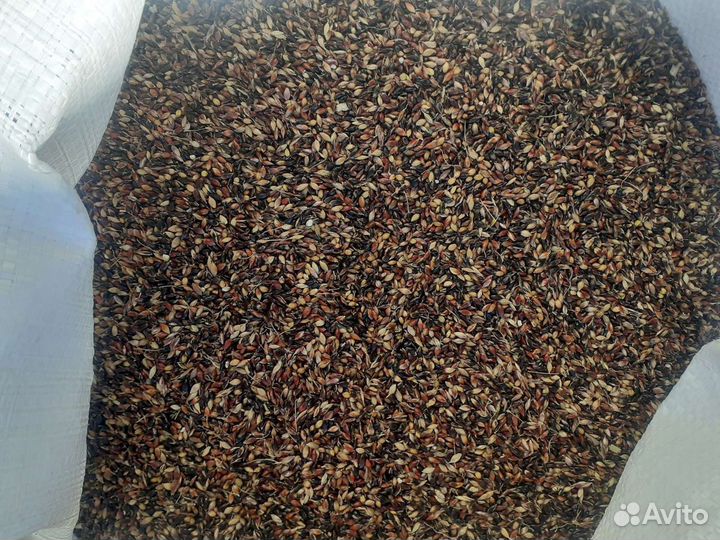 Семена Суданки