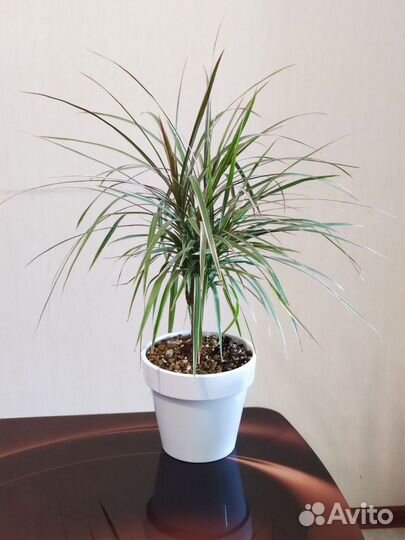 Драцена биколор