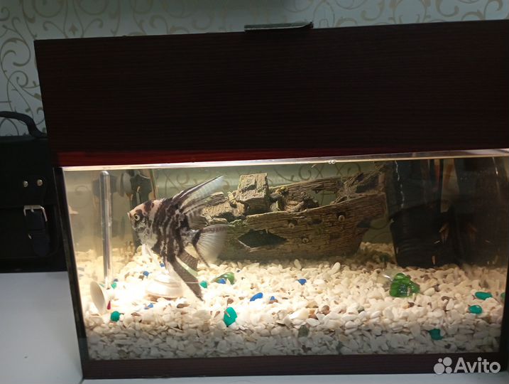 Аквариум и скалярия