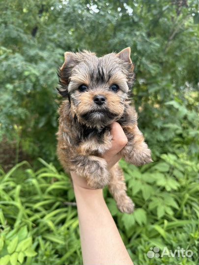 Голдаст, шоколадный йорк, биро, бивер