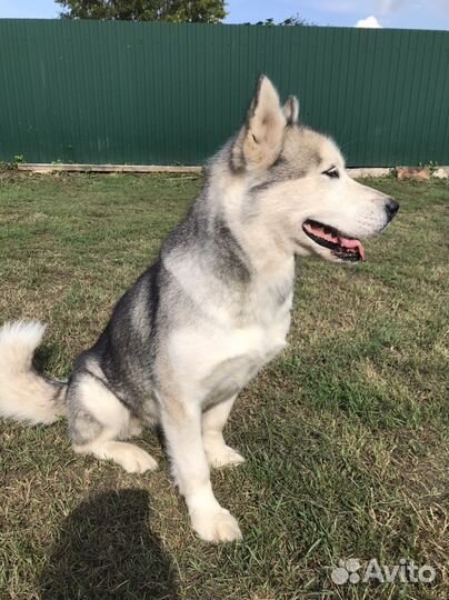 Аляскинский маламут