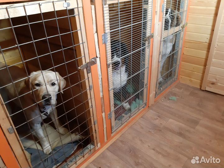 Загородная передержка собак у кинолога