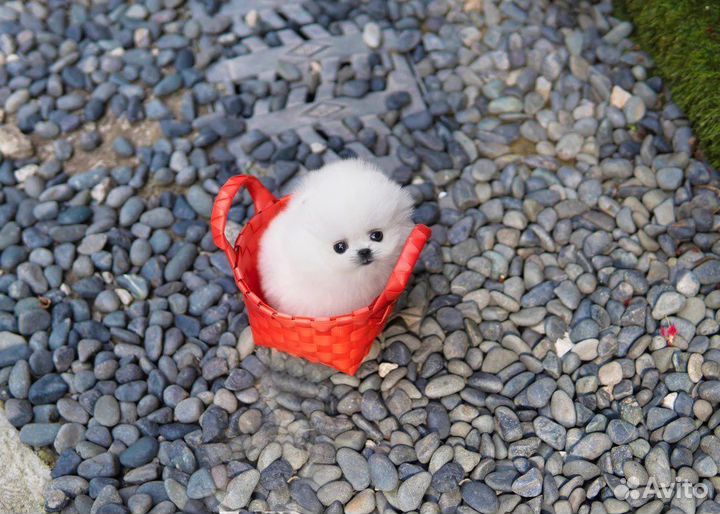 Супер маленькое чудо мини шпиц