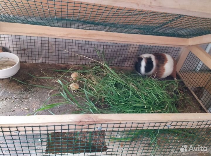 Морская свинка