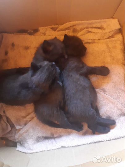 Котята в добрые руки бесплатно